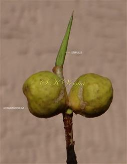   Hypanthodia and Stipules